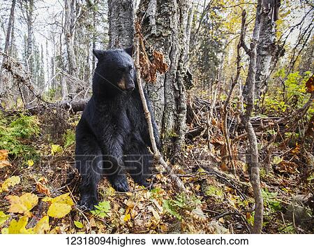 Adult Black bear among autumn foliage, Southcentral Alaska, USA View Large Photo Image Stock Photograph - Adult Black bear among autumn foliage, Southcentral Alaska, USA. Fotosearch