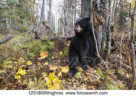 Adult Black bear among autumn foliage, Southcentral Alaska, USA View Large Photo Image Stock Photograph - Adult Black bear among autumn foliage, Southcentral Alaska, USA. Fotosearch