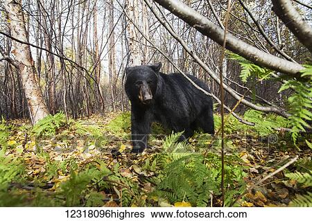 Adult Black bear among autumn foliage, Southcentral Alaska, USA View Large Photo Image Stock Photograph - Adult Black bear among autumn foliage, Southcentral Alaska, USA. Fotosearch