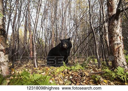 Stock Photograph - Adult Black bear among autumn foliage, Southcentral Alaska, USA. Fotosearch