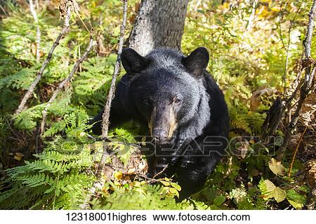 Adult Black bear among forest understory on a sunny day, Southcentral Alaska, USA View Large Photo Image Stock Photograph - Adult Black bear among forest understory on a sunny day, Southcentral Alaska, USA. Fotosearch