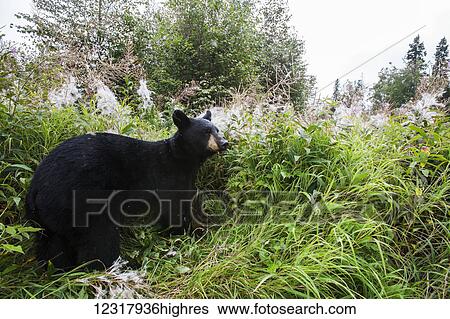 Adult Black bear among grass and Fireweed gone to seed, Southcentral Alaska, USA View Large Photo Image Stock Photograph - Adult Black bear among grass and Fireweed gone to seed, Southcentral Alaska, USA. Fotosearch