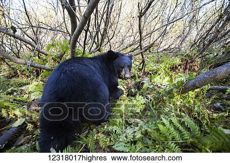 Adult Black bear among understory foliage, Southcentral Alaska, USA View Large Photo Image Stock Photograph - Adult Black bear among understory foliage, Southcentral Alaska, USA. Fotosearch