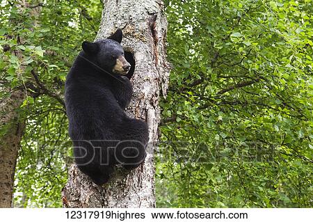 Adult Black bear climbing a tree, Southcentral Alaska, USA View Large Photo Image Stock Photograph - Adult Black bear climbing a tree, Southcentral Alaska, USA. Fotosearch
