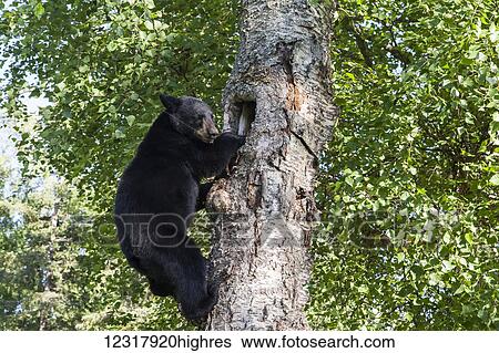 Adult Black bear climbing a tree, Southcentral Alaska, USA View Large Photo Image Stock Photograph - Adult Black bear climbing a tree, Southcentral Alaska, USA. Fotosearch