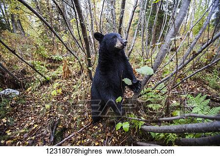 Stock Photograph - Adult Black bear in a forest among autumn foliage, Southcentral Alaska, USA. Fotosearch