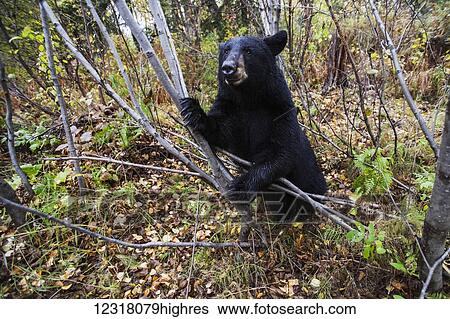 Adult Black bear in a forest among autumn foliage, Southcentral Alaska, USA View Large Photo Image Stock Photograph - Adult Black bear in a forest among autumn foliage, Southcentral Alaska, USA. Fotosearch