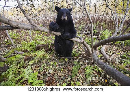 Stock Photograph - Adult Black bear in a forest among autumn foliage, Southcentral Alaska, USA. Fotosearch