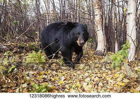 Adult Black bear in a forest among autumn foliage, Southcentral Alaska, USA View Large Photo Image Stock Photograph - Adult Black bear in a forest among autumn foliage, Southcentral Alaska, USA. Fotosearch