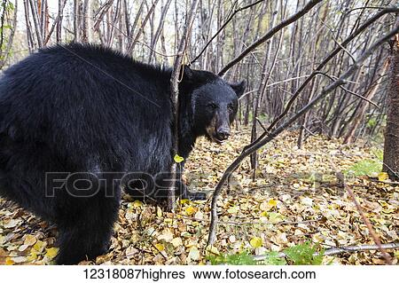Adult Black bear in a forest among autumn foliage, Southcentral Alaska, USA View Large Photo Image Stock Photograph - Adult Black bear in a forest among autumn foliage, Southcentral Alaska, USA. Fotosearch