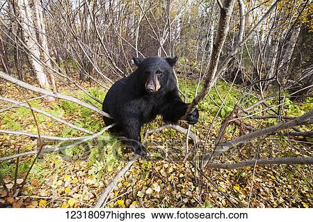 Stock Photograph - Adult Black bear in a forest among autumn foliage, Southcentral Alaska, USA. Fotosearch