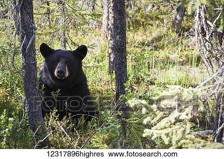 Adult black bear sitting in a sunshine filled forest in summer, Southcentral Alaska, USA View Large Photo Image Stock Photograph - Adult black bear sitting in a sunshine filled forest in summer, Southcentral Alaska, USA. Fotosearch