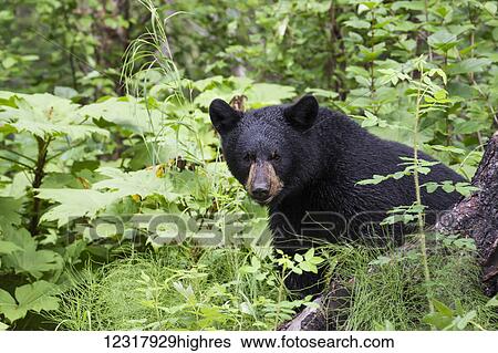 Adult Black bear sitting in the lush forest understory in summer, Southcentral Alaska, USA View Large Photo Image Stock Photograph - Adult Black bear sitting in the lush forest understory in summer, Southcentral Alaska, USA. Fotosearch