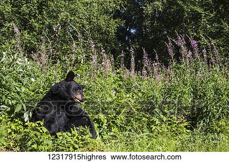 Adult Black bear sitting upright in green foliage on a sunny day, Southcentral Alaska, USA View Large Photo Image Stock Photograph - Adult Black bear sitting upright in green foliage on a sunny day, Southcentral Alaska, USA. Fotosearch
