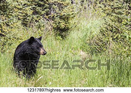 Stock Photograph - Adult Black Bear standing in a grassy meadow on a sunny summer day, Southcentral Alaska, USA. Fotosearch