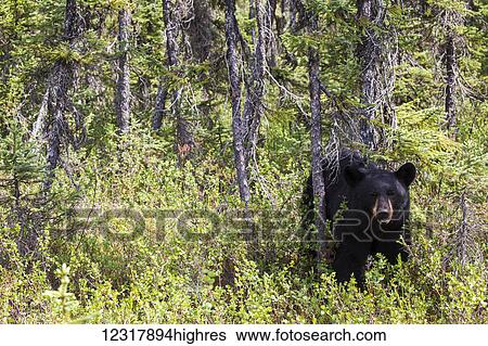 Adult black bear standing in a sunshine filled forest in summer, Southcentral Alaska, USA View Large Photo Image Stock Photograph - Adult black bear standing in a sunshine filled forest in summer, Southcentral Alaska, USA. Fotosearch