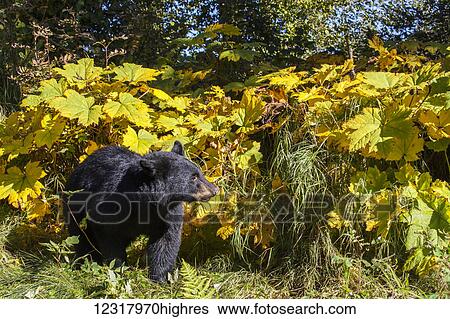 Adult Black bear standing in sunny forest foliage during autumn, Southcentral Alaska, USA View Large Photo Image Stock Photograph - Adult Black bear standing in sunny forest foliage during autumn, Southcentral Alaska, USA. Fotosearch