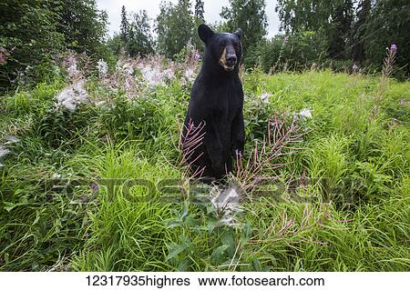 Stock Photograph - Adult Black bear standing on hind feet among grass and Fireweed gone to seed, Southcentral Alaska, USA. Fotosearch