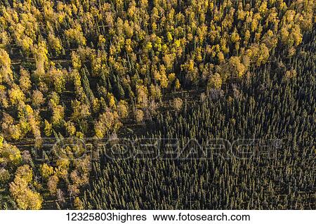 Aerial view of autumn coloured leaves on birch trees contrasted by an evergreen spruce forest filling the other half of the frame, Point MacKenzie, South-central Alaska; Alaska, United States of America View Large Photo Image Stock Photograph - Aerial view of autumn coloured leaves on birch trees contrasted by an evergreen spruce forest filling the other half of the frame, Point MacKenzie, South-central Alaska; Alaska, United States of America. Fotosearch
