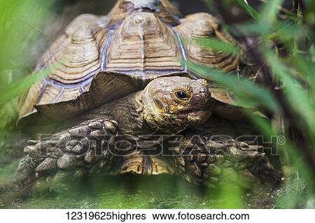Stock Photograph - African spur footed tortoise (Geochelone sulcata), Saharan desert habitat; Florida, United States of America. Fotosearch