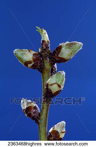 Agriculture - Almond flowering stages: Green Tip; variety: Mission, 2/3 lifesize / California, USA. View Large Photo Image Stock Photograph - Agriculture - Almond flowering stages: Green Tip; variety: Mission, 2/3 lifesize / California, USA.. Fotosearch