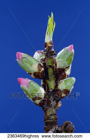 Stock Photograph - Agriculture - Almond flowering stages: Pink Bud; variety: Mission, 2/3 lifesize / California, USA.. Fotosearch