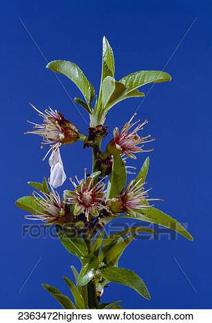 Stock Photograph - Agriculture - Almond flowering stages: Petal Fall; variety: Nonpareil, 1/3 lifesize / California, USA.. Fotosearch