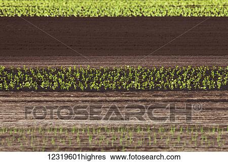 Agriculture View Large Photo Image Stock Photograph - Agriculture. Fotosearch