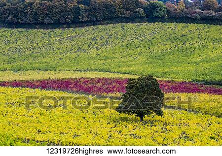 Stock Photograph - Agriculture. Fotosearch