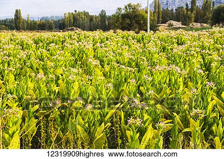 Stock Photograph - Agriculture. Fotosearch