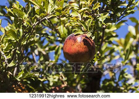Stock Photograph - Agriculture. Fotosearch