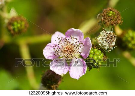 Stock Photograph - Agriculture. Fotosearch