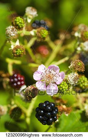 Agriculture View Large Photo Image Stock Photograph - Agriculture. Fotosearch