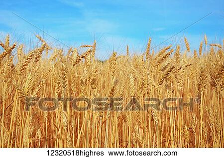 Stock Photograph - Agriculture. Fotosearch