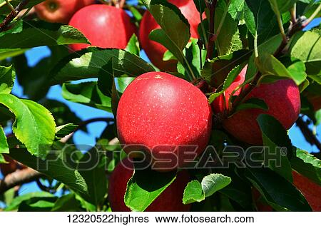 Stock Photograph - Agriculture. Fotosearch
