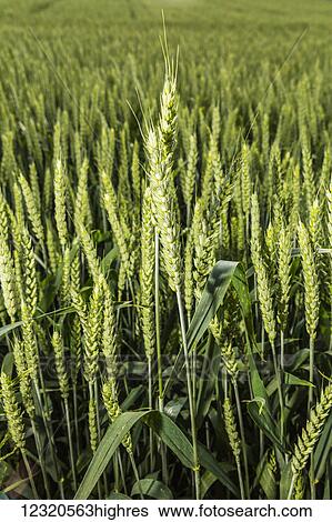 Stock Photograph - Agriculture. Fotosearch