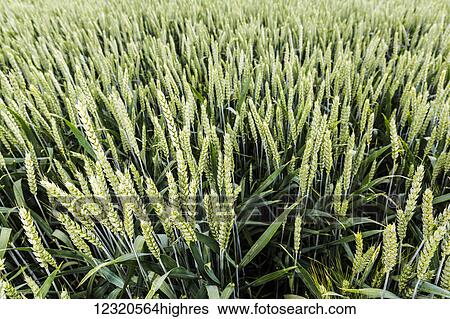 Stock Photograph - Agriculture. Fotosearch