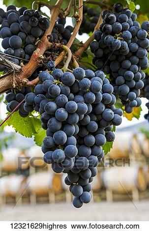 Agriculture View Large Photo Image Stock Photograph - Agriculture. Fotosearch
