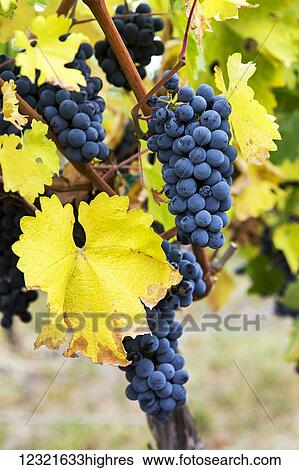 Agriculture View Large Photo Image Stock Photograph - Agriculture. Fotosearch