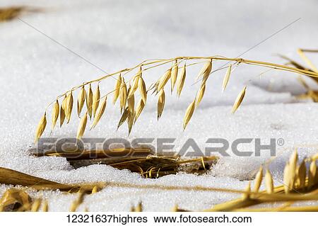 Agriculture View Large Photo Image Stock Photograph - Agriculture. Fotosearch