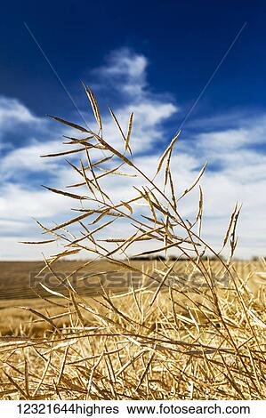 Stock Photograph - Agriculture. Fotosearch