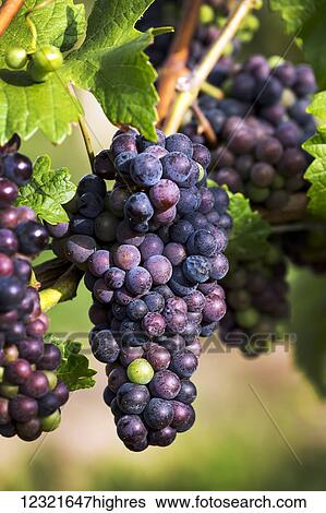 Agriculture View Large Photo Image Stock Photograph - Agriculture. Fotosearch