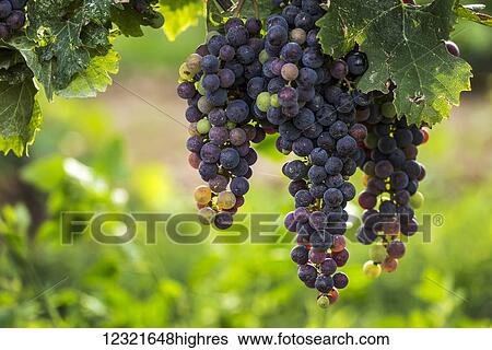 Stock Photograph - Agriculture. Fotosearch