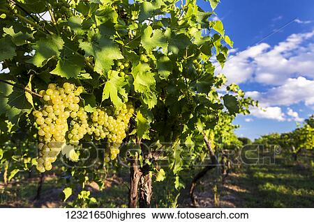 Stock Photograph - Agriculture. Fotosearch
