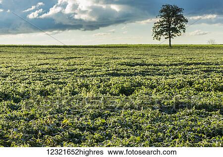 Agriculture View Large Photo Image Stock Photograph - Agriculture. Fotosearch