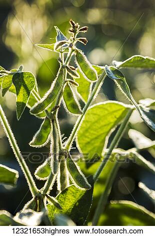 Stock Photograph - Agriculture. Fotosearch