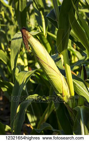 Stock Photograph - Agriculture. Fotosearch