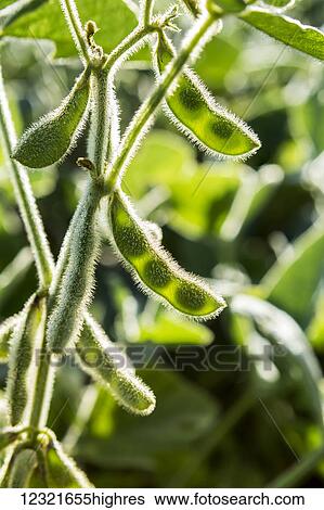 Stock Photograph - Agriculture. Fotosearch