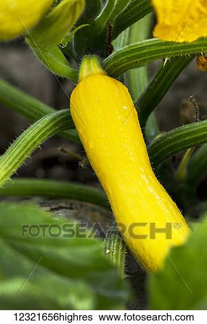 Stock Photograph - Agriculture. Fotosearch