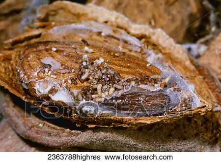 Stock Photograph - Agriculture. Fotosearch